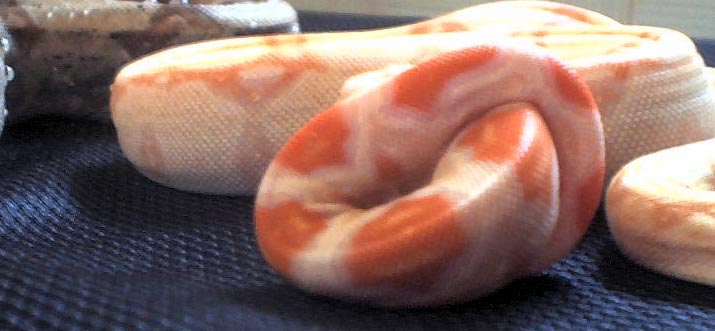 This is sherbert.He is a male kahl strain albino, possible het for anery(snow)